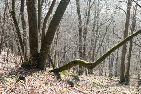 Ústí nad Labem, 27.3.2016
Labské vrchy. Suťový les pod naučnou stezkou Větruše-Vrkoč.


Klíčová slova: Ústí nad Labem Labské vrchy