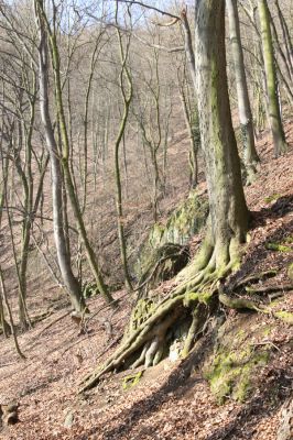 Ústí nad Labem-Vaňov, 27.3.2016
Labské vrchy. Suťové pole nad naučnou stezkou Větruše-Vrkoč.



Klíčová slova: Ústí nad Labem Vaňov Labské vrchy