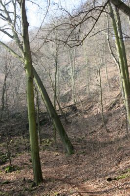 Ústí nad Labem-Vaňov, 27.3.2016
Labské vrchy. Suťový les nad naučnou stezkou Větruše-Vrkoč.



Klíčová slova: Ústí nad Labem Vaňov Labské vrchy