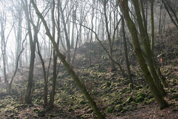 Ústí nad Labem-Vaňov, 27.3.2016
Labské vrchy. Suťový les na naučné stezce Větruše-Vrkoč.

Klíčová slova: Ústí nad Labem Vaňov Labské vrchy