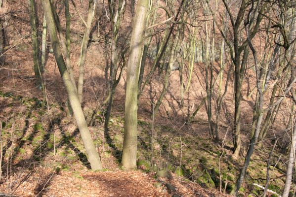 Ústí nad Labem-Vaňov, 27.3.2016
Labské vrchy. Suťový les nad naučnou stezkou Větruše-Vrkoč.



Mots-clés: Ústí nad Labem Vaňov Labské vrchy