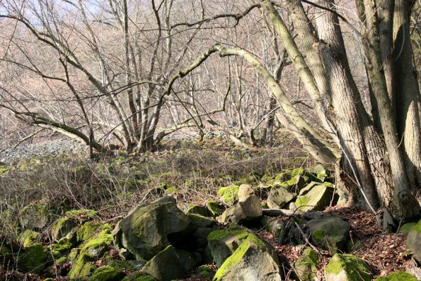 Ústí nad Labem-Vaňov, 27.3.2016
Labské vrchy. Suťové pole nad naučnou stezkou Větruše-Vrkoč.



Klíčová slova: Ústí nad Labem Vaňov Labské vrchy