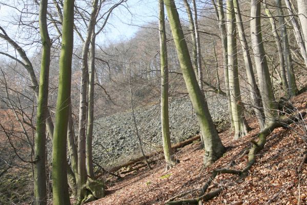 Ústí nad Labem-Vaňov, 27.3.2016
Labské vrchy. Suťové pole nad naučnou stezkou Větruše-Vrkoč.



Schlüsselwörter: Ústí nad Labem Vaňov Labské vrchy