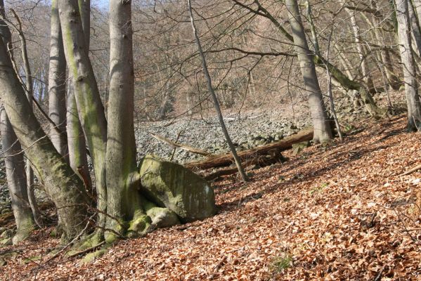 Ústí nad Labem-Vaňov, 27.3.2016
Labské vrchy. Suťové pole nad naučnou stezkou Větruše-Vrkoč.
Schlüsselwörter: Ústí nad Labem Vaňov Labské vrchy