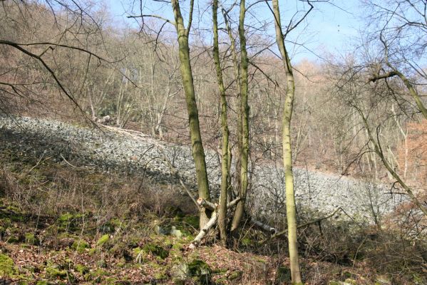 Ústí nad Labem-Vaňov, 27.3.2016
Labské vrchy. Suťové pole nad naučnou stezkou Větruše-Vrkoč.



Klíčová slova: Ústí nad Labem Vaňov Labské vrchy