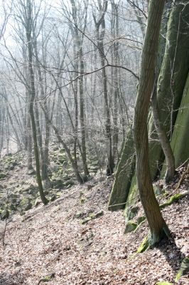 Ústí nad Labem-Vaňov, 27.3.2016
Suťový les pod skalami na východním svahu vrchu Vrkoč.



Klíčová slova: Ústí nad Labem Vaňov vrch Vrkoč