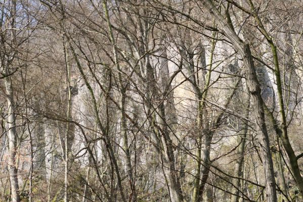 Ústí nad Labem-Vaňov, 27.3.2016
Skály na východním svahu vrchu Vrkoč.



Klíčová slova: Ústí nad Labem Vaňov vrch Vrkoč