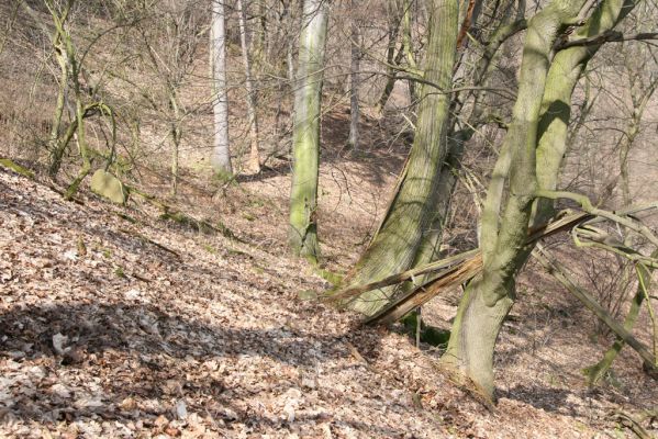 Ústí nad Labem-Vaňov, 27.3.2016
Vaňovský vrch - Josefínka, les na hřbetu nad vyhlídkou.



Keywords: Ústí nad Labem Vaňov Vaňovský vrch Josefínka Hypoganus inunctus