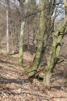 Ústí nad Labem-Vaňov, 27.3.2016
Vaňovský vrch - Josefínka, les na hřbetu nad vyhlídkou.



Keywords: Ústí nad Labem Vaňov Vaňovský vrch Josefínka Hypoganus inunctus