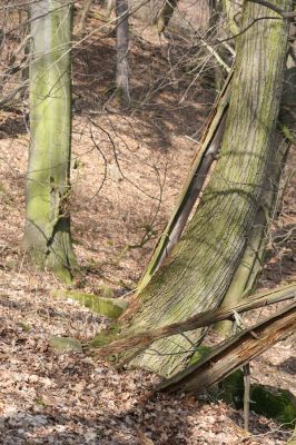 Ústí nad Labem-Vaňov, 27.3.2016
Vaňovský vrch - Josefínka, les na hřbetu nad vyhlídkou. Lípa osídlená kovaříky Hypoganus inunctus.


Keywords: Ústí nad Labem Vaňov Vaňovský vrch Josefínka Hypoganus inunctus