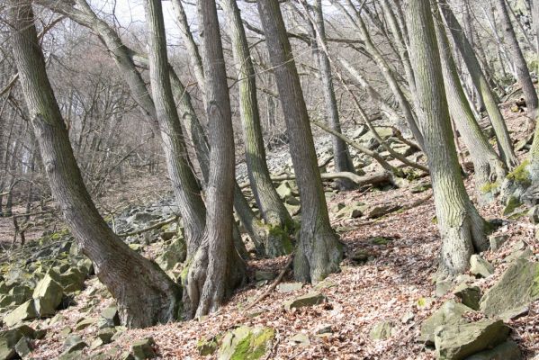 Stebno, 27.3.2016
Vaňovský vrch - Josefínka, suťový les.
Klíčová slova: Stebno Vaňovský vrch Josefínka Hypoganus inunctus