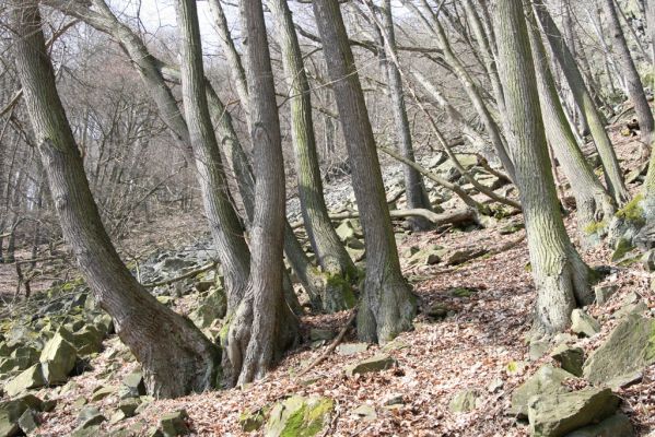 Stebno, 27.3.2016
Vaňovský vrch - Josefínka, suťový les.
Mots-clés: Stebno Vaňovský vrch Josefínka Hypoganus inunctus