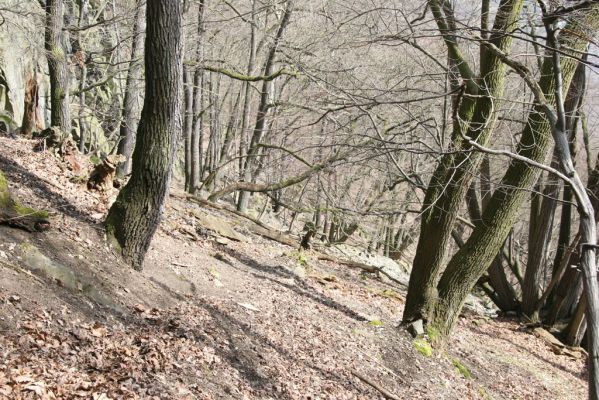 Stebno, 27.3.2016
Vaňovský vrch - Josefínka, suťový les.


Mots-clés: Stebno Vaňovský vrch Josefínka