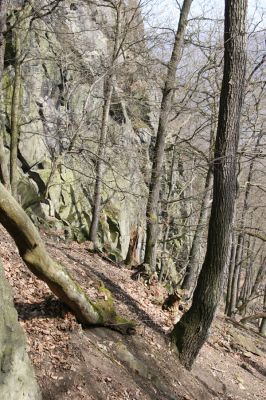 Stebno, 27.3.2016
Vaňovský vrch - Josefínka, suťový les.



Keywords: Stebno Vaňovský vrch Josefínka