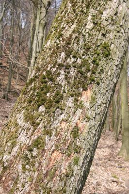 Stebno, 27.3.2016
Javor pod Vaňovským vrchem osídlený kovaříky Hypoganus inunctus.



Klíčová slova: Stebno Vaňovský vrch Hypoganus inunctus