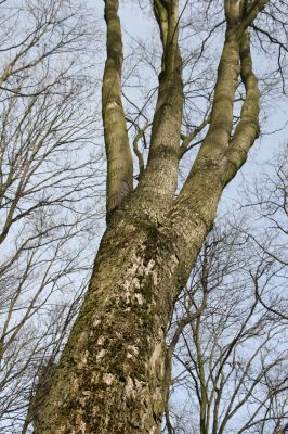 Stebno, 27.3.2016
Javor pod Vaňovským vrchem osídlený kovaříky Hypoganus inunctus.



Klíčová slova: Stebno Vaňovský vrch Hypoganus inunctus