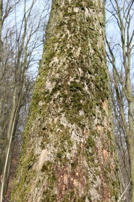 Stebno, 27.3.2016
Javor pod Vaňovským vrchem osídlený kovaříky Hypoganus inunctus.
Keywords: Stebno Vaňovský vrch Hypoganus inunctus