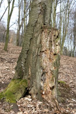Stebno, 27.3.2016
Třešeň pod Vaňovským vrchem osídlená kovaříky Hypoganus inunctus.


Klíčová slova: Stebno Vaňovský vrch Hypoganus inunctus