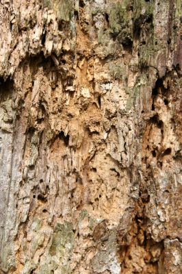 Stebno, 27.3.2016
Pod Vaňovským vrchem - trouchnivý pahýl třešně osídlený kovaříky Hypoganus inunctus.



Klíčová slova: Stebno Vaňovský vrch Hypoganus inunctus