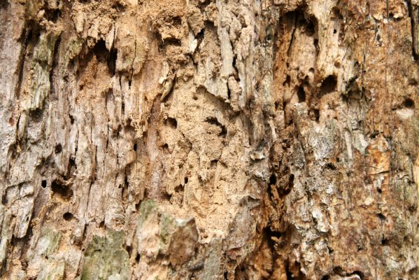 Stebno, 27.3.2016
Pod Vaňovským vrchem - trouchnivý pahýl třešně osídlený kovaříky Hypoganus inunctus.



Klíčová slova: Stebno Vaňovský vrch Hypoganus inunctus