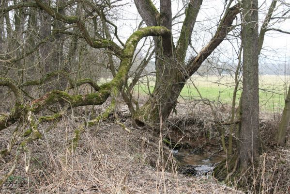 Ústí nad Orlicí, 28.2.2016
Vrba u přítoku Tiché Orlice - biotop kovaříka Calambus bipustulatus.


Klíčová slova: Ústí nad Orlicí Calambus bipustulatus