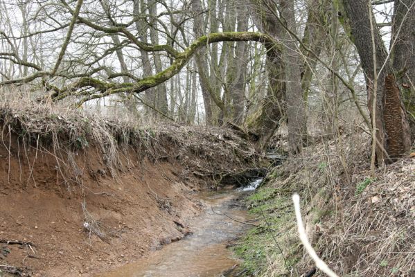 Ústí nad Orlicí, 28.2.2016
Vrba u přítoku Tiché Orlice - biotop kovaříka Calambus bipustulatus.


Klíčová slova: Ústí nad Orlicí Calambus bipustulatus
