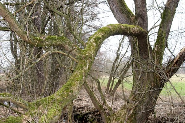 Ústí nad Orlicí, 28.2.2016
Vrba u přítoku Tiché Orlice - biotop kovaříka Calambus bipustulatus.



Klíčová slova: Ústí nad Orlicí Calambus bipustulatus