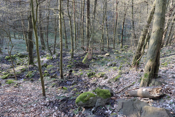 Ústí nad Labem, Střekov, 10.4.2023
Průčelská rokle.
Keywords: Ústí nad Labem Střekov České středohoří Průčelská rokle Výří skály