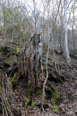 Ústí nad Labem, Střekov, 10.4.2023
Průčelská rokle.
Keywords: Ústí nad Labem Střekov České středohoří Průčelská rokle Výří skály