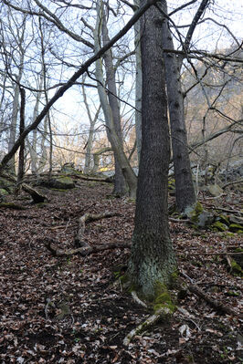 Ústí nad Labem, Střekov, 10.4.2023
Suťový les pod Výřími skalami.
Klíčová slova: Ústí nad Labem Střekov České středohoří Průčelská rokle Výří skály