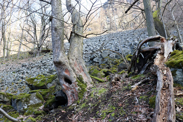 Ústí nad Labem, Střekov, 10.4.2023
Suťový les pod Výřími skalami.
Klíčová slova: Ústí nad Labem Střekov České středohoří Průčelská rokle Výří skály Ischnodes sanguinicollis