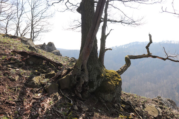 Malečov, Němčí, 10.4.2023
Výří skály, východní část.
Keywords: Malečov Němčí České středohoří Průčelská rokle Výří skály