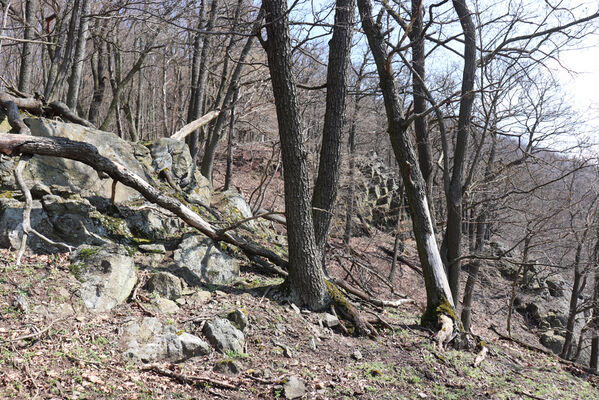 Malečov, Němčí, 10.4.2023
Výří skály, východní část.
Keywords: Malečov Němčí České středohoří Průčelská rokle Výří skály