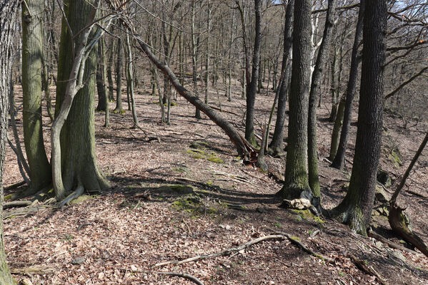 Malečov, Němčí, 10.4.2023
Výří skály, východní část.
Keywords: Malečov Němčí České středohoří Průčelská rokle Výří skály