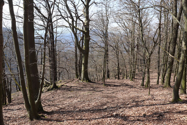 Malečov, Němčí, 10.4.2023
Výří skály, východní část.
Keywords: Malečov Němčí České středohoří Průčelská rokle Výří skály