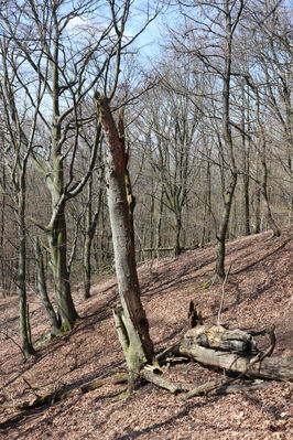 Malečov, Němčí, 10.4.2023
Průčelská rokle - suťový les.
Keywords: Malečov Němčí České Středohoří Průčelská rokle Výří skály