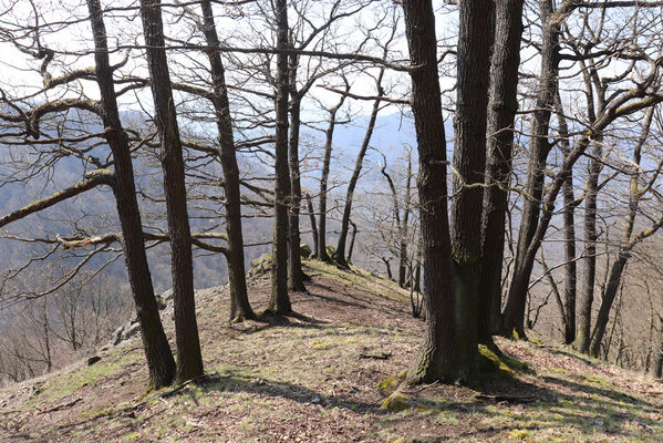 Malečov, Němčí, 10.4.2023
Průčelská rokle - suťový les.
Keywords: Malečov Němčí České Středohoří Průčelská rokle Výří skály