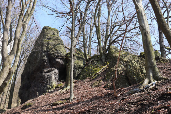 Malečov, Němčí, 10.4.2023
Průčelská rokle - suťový les.
Keywords: Malečov Němčí České Středohoří Průčelská rokle Výří skály