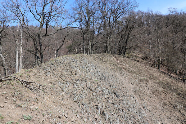 Malečov, Němčí, 10.4.2023
Průčelská rokle - suťový les.
Keywords: Malečov Němčí České Středohoří Průčelská rokle Výří skály