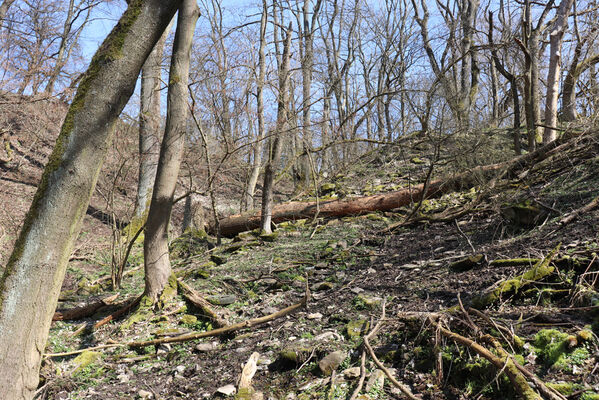 Malečov, Němčí, 10.4.2023
Suťový les pod obcí Němčí.
Keywords: Malečov Němčí České Středohoří Průčelská rokle