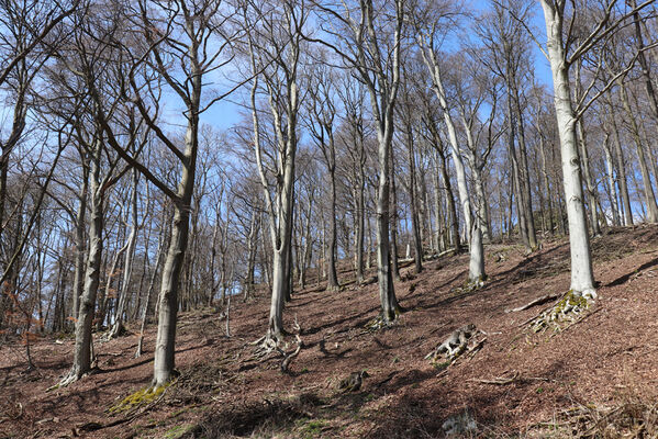 Malečov, Němčí, 10.4.2023
Vrch Modřín.
Keywords: Malečov Němčí České Středohoří vrch Modřín