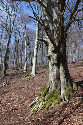 Malečov, Němčí, 10.4.2023
Vrch Modřín.
Keywords: Malečov Němčí České Středohoří vrch Modřín