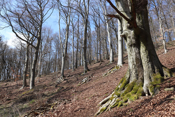 Malečov, Němčí, 10.4.2023
Vrch Modřín.
Keywords: Malečov Němčí České Středohoří vrch Modřín