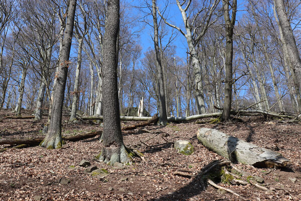 Malečov, Němčí, 10.4.2023
Vrch Modřín.
Keywords: Malečov Němčí České Středohoří vrch Modřín