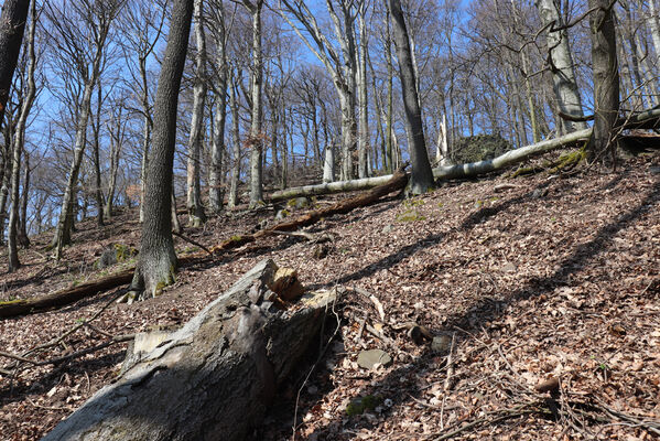 Malečov, Němčí, 10.4.2023
Vrch Modřín.
Keywords: Malečov Němčí České Středohoří vrch Modřín