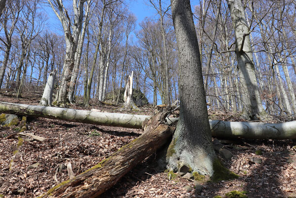 Malečov, Němčí, 10.4.2023
Vrch Modřín.
Keywords: Malečov Němčí České Středohoří vrch Modřín