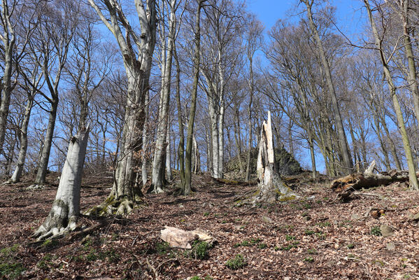 Malečov, Němčí, 10.4.2023
Vrch Modřín.
Keywords: Malečov Němčí České Středohoří vrch Modřín Stenagostus rhombeus