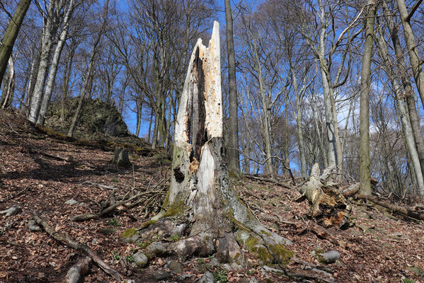 Malečov, Němčí, 10.4.2023
Vrch Modřín.
Schlüsselwörter: Malečov Němčí České Středohoří vrch Modřín Stenagostus rhombeus