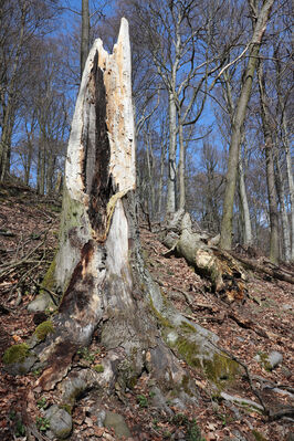 Malečov, Němčí, 10.4.2023
Vrch Modřín.
Keywords: Malečov Němčí České Středohoří vrch Modřín Stenagostus rhombeus