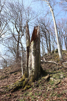 Malečov, Němčí, 10.4.2023
Vrch Modřín.
Keywords: Malečov Němčí České Středohoří vrch Modřín Stenagostus rhombeus